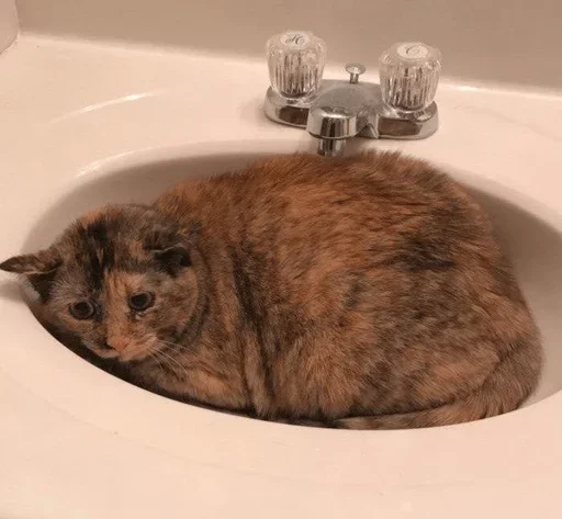 кошка животное комнатный