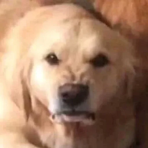 животное млекопитающее собака