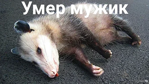 млекопитающее животное СМС