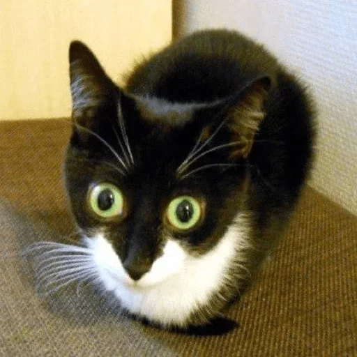 животное млекопитающее кошка