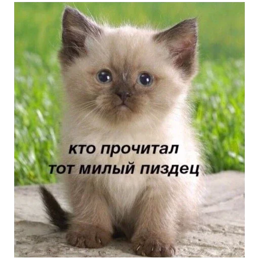 Стикер bolshe_stikerov_tut_stikeryy757 - 1