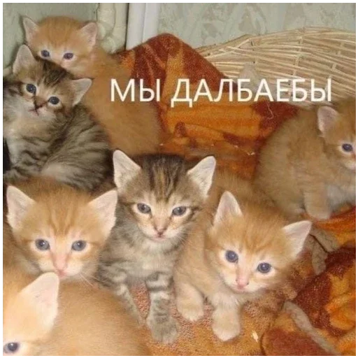 больше стикеров тут: @stikeryy7 - 