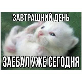 Sticker больше стикеров тут: @stikeryy7 - 11