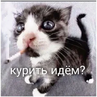 Sticker больше стикеров тут: @stikeryy7 - 4