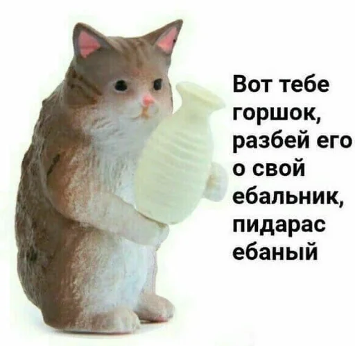 mammal small to medium-sized cats whiskers