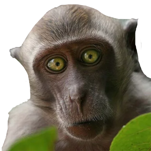 Стикер Heyvoon - 11