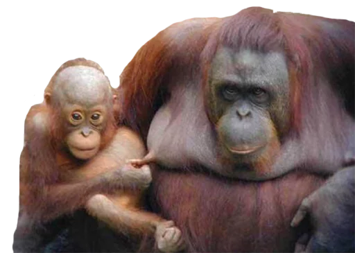 Стикер Heyvoon - 10