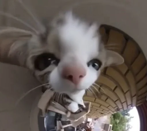 animal small to medium-sized cats mammal