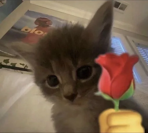 indoor small to medium-sized cats felidae