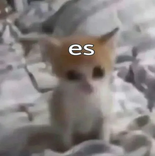 животное млекопитающее домашнее животное