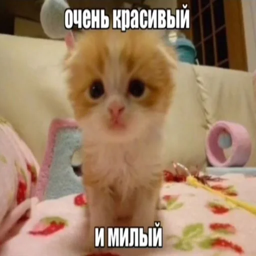 cat mammal domestic cat