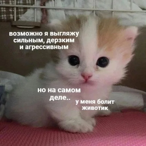 кошки малого и среднего размера СМС млекопитающее