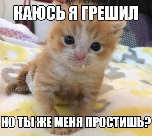 взрывные котята - animal