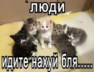 кошка млекопитающее животное