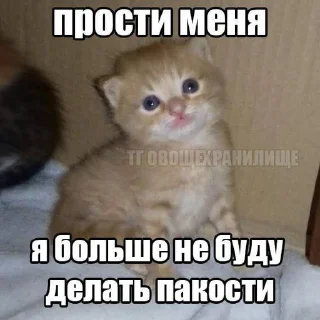 СМС млекопитающее животное