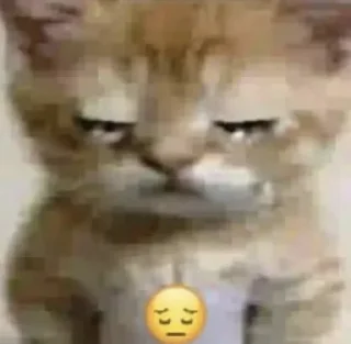 кошка млекопитающее животное