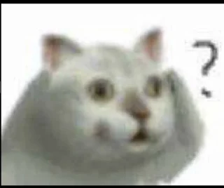 животное млекопитающее кошка