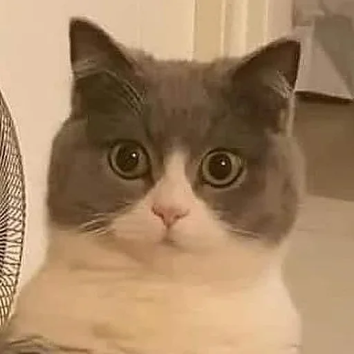 млекопитающее кошка животное