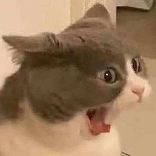 кошка кошки малого и среднего размера млекопитающее