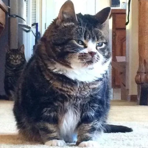 кошка животное млекопитающее