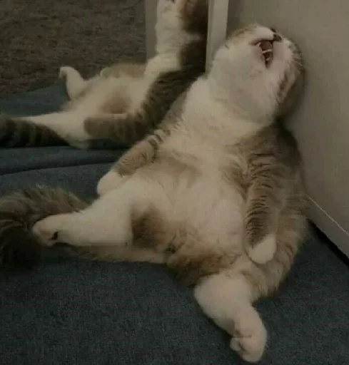 животное млекопитающее домашняя кошка