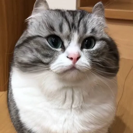 кошка животное млекопитающее