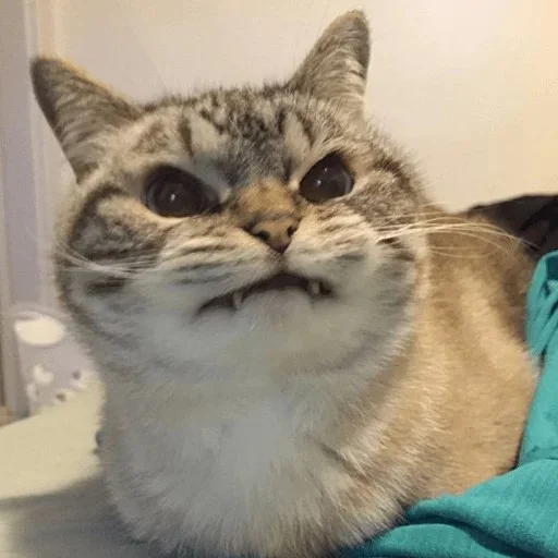 млекопитающее животное кошка