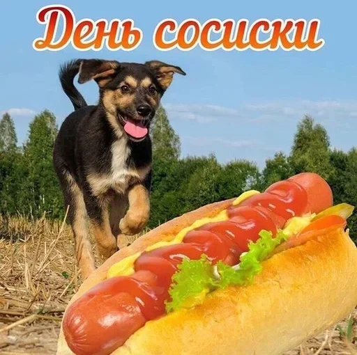 собака животное на открытом воздухе