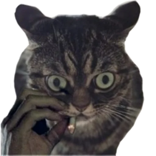 Стикер Botishe - 2