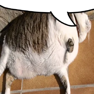 Sticker Боевые Картинки™ @femboy2ch - 1