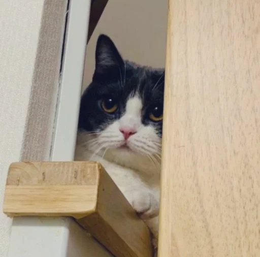 животное кошки малого и среднего размера кошачьи