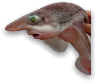 Стикер Дивный новый мир - 4