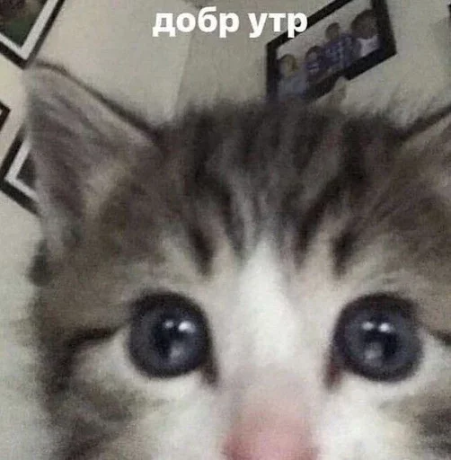 Стикер brawlssloverrstopp - 1