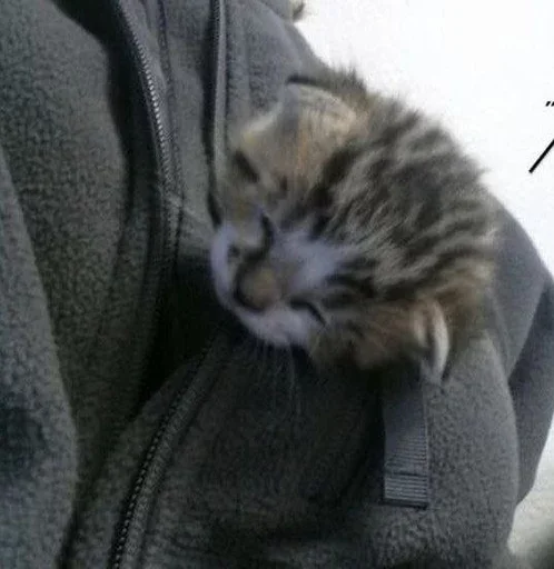 Sticker brawlssloverrstopp - 1