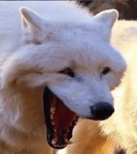 млекопитающее животное волк