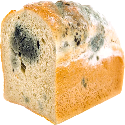 bread food gluten