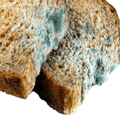 bread wheat gluten rock