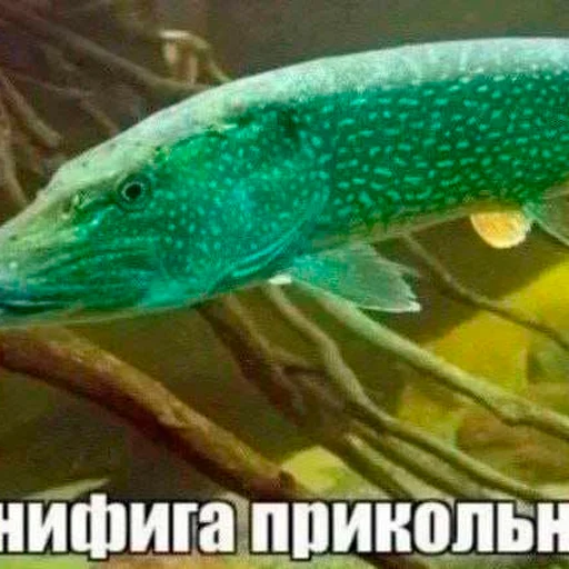 бред несусветный - 