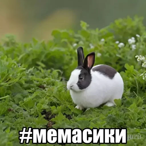 animal mammal rabbit