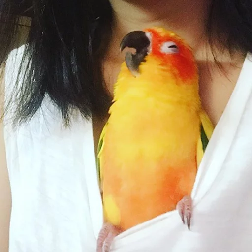 bird animal parrot