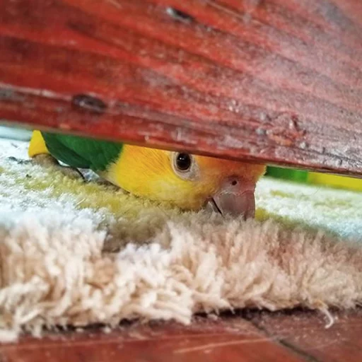 animal parrot sitting