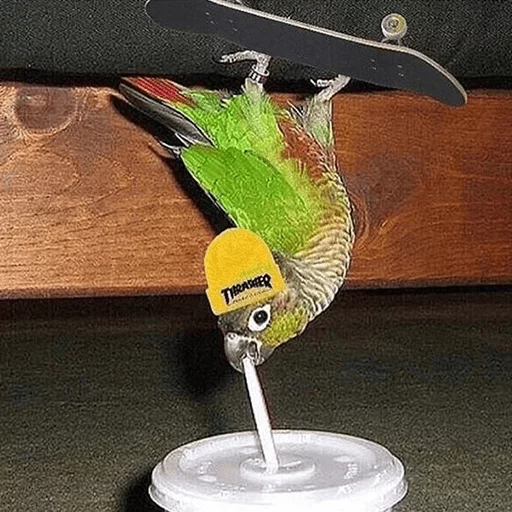 bird parrot animal