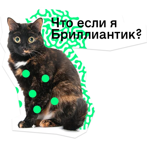 small to medium-sized cats domestic cat felidae