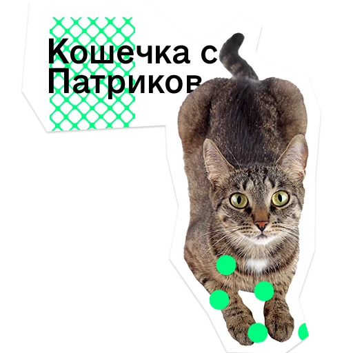 small to medium-sized cats text felidae