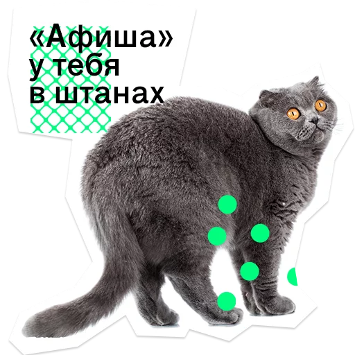 text small to medium-sized cats felidae