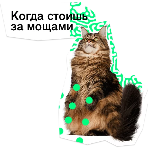 domestic cat small to medium-sized cats felidae