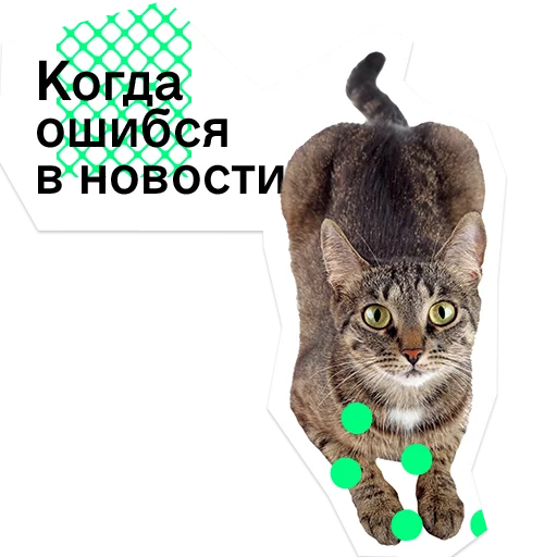 cat small to medium-sized cats domestic cat