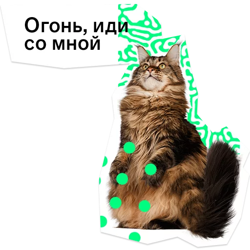 domestic cat small to medium-sized cats felidae