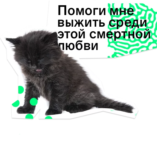 text small to medium-sized cats animal