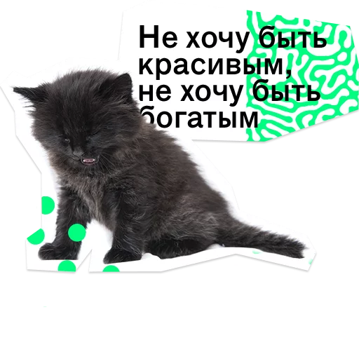 text small to medium-sized cats domestic cat